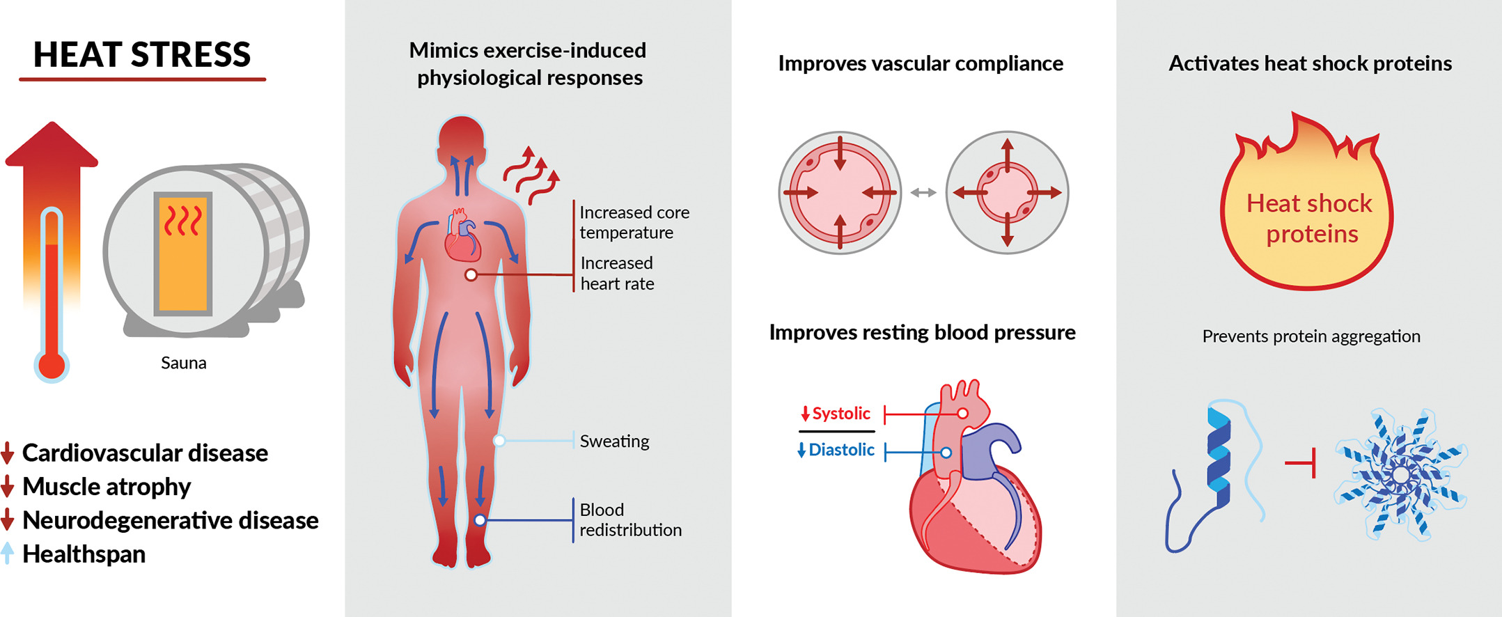 health benefits of using a sauna after workout - diagram of how heat stress aids cardiovascular health